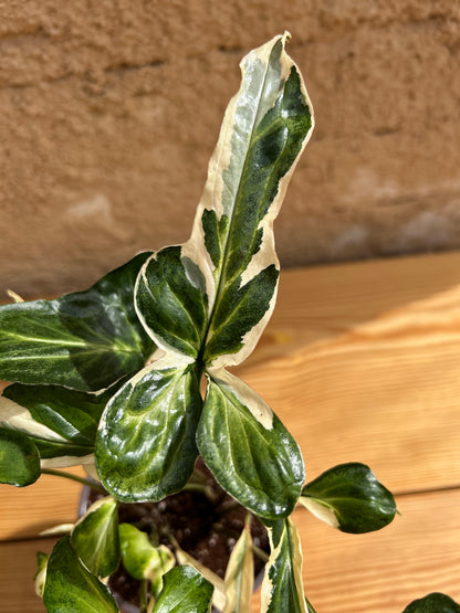 syngonium starlite