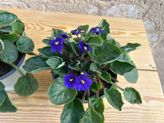 African Violet
