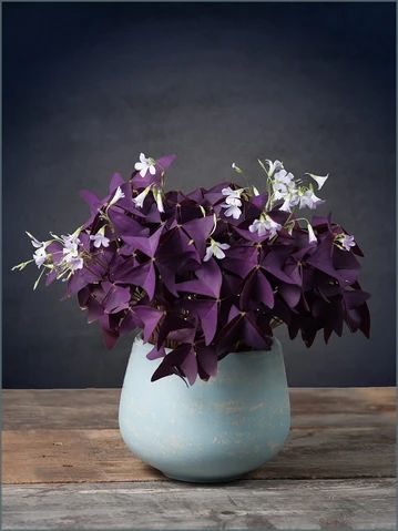 Oxalis Triangularis