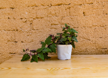 Gynura or Purple Passion or Velvet Plant