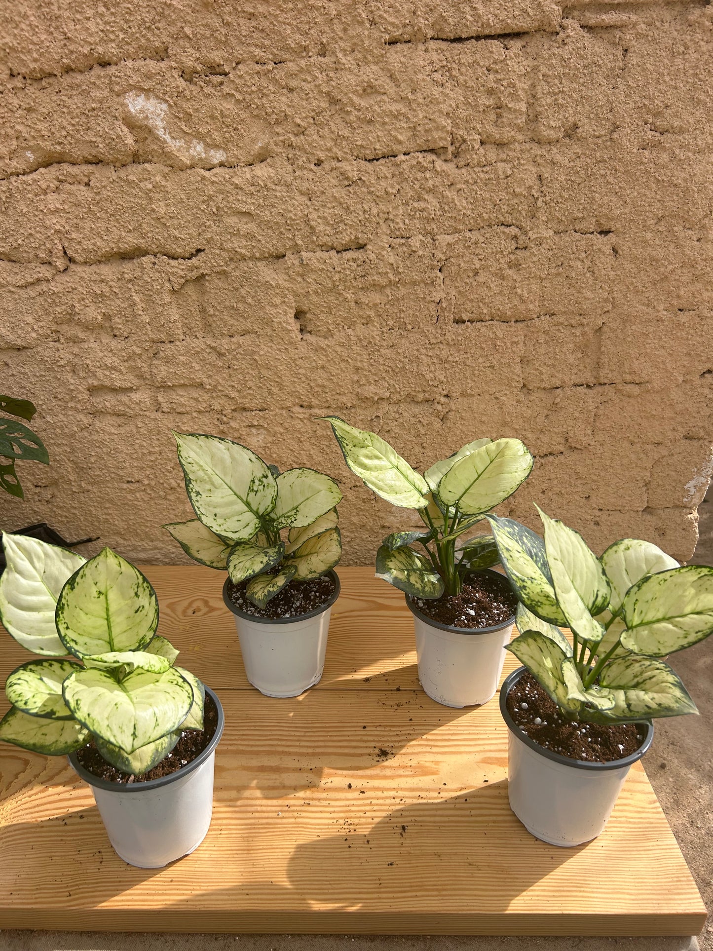 Aglonema Super White