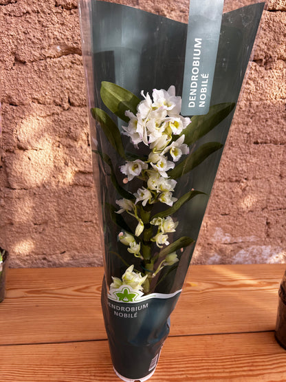 Dendrobium Orchid