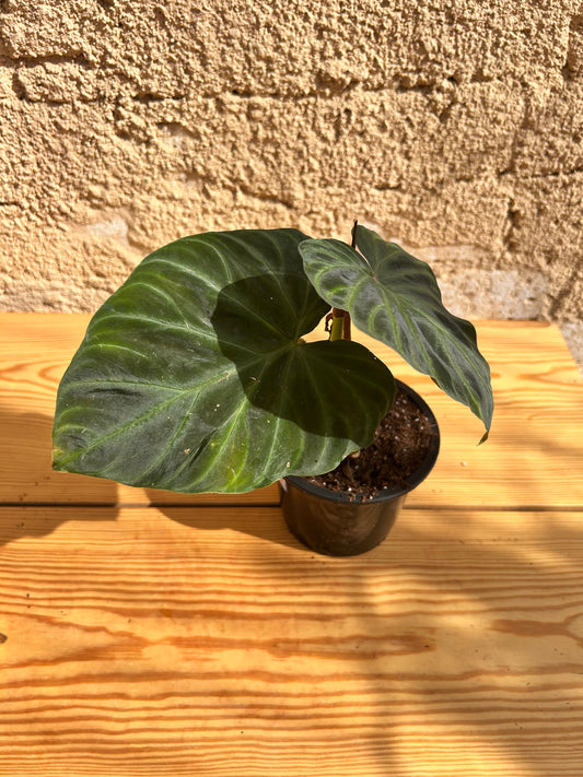 Philodendron verrucosum