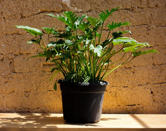 Philodendron Xanadu plant