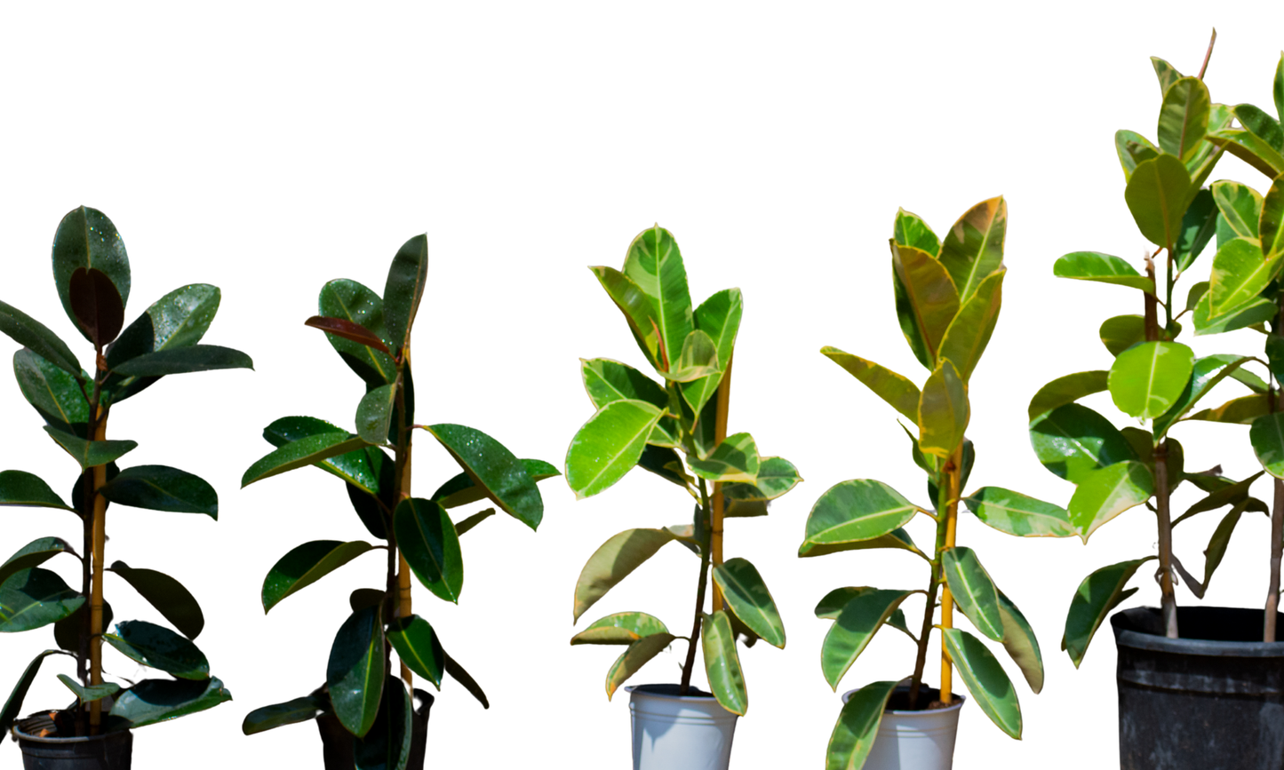 Ficus elastica Tineke(rubber tree)