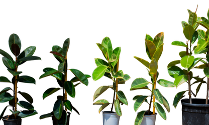 Ficus elastica Tineke(rubber tree)