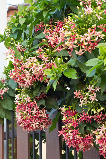 Quisqualis Jasmine ( red jasmine)