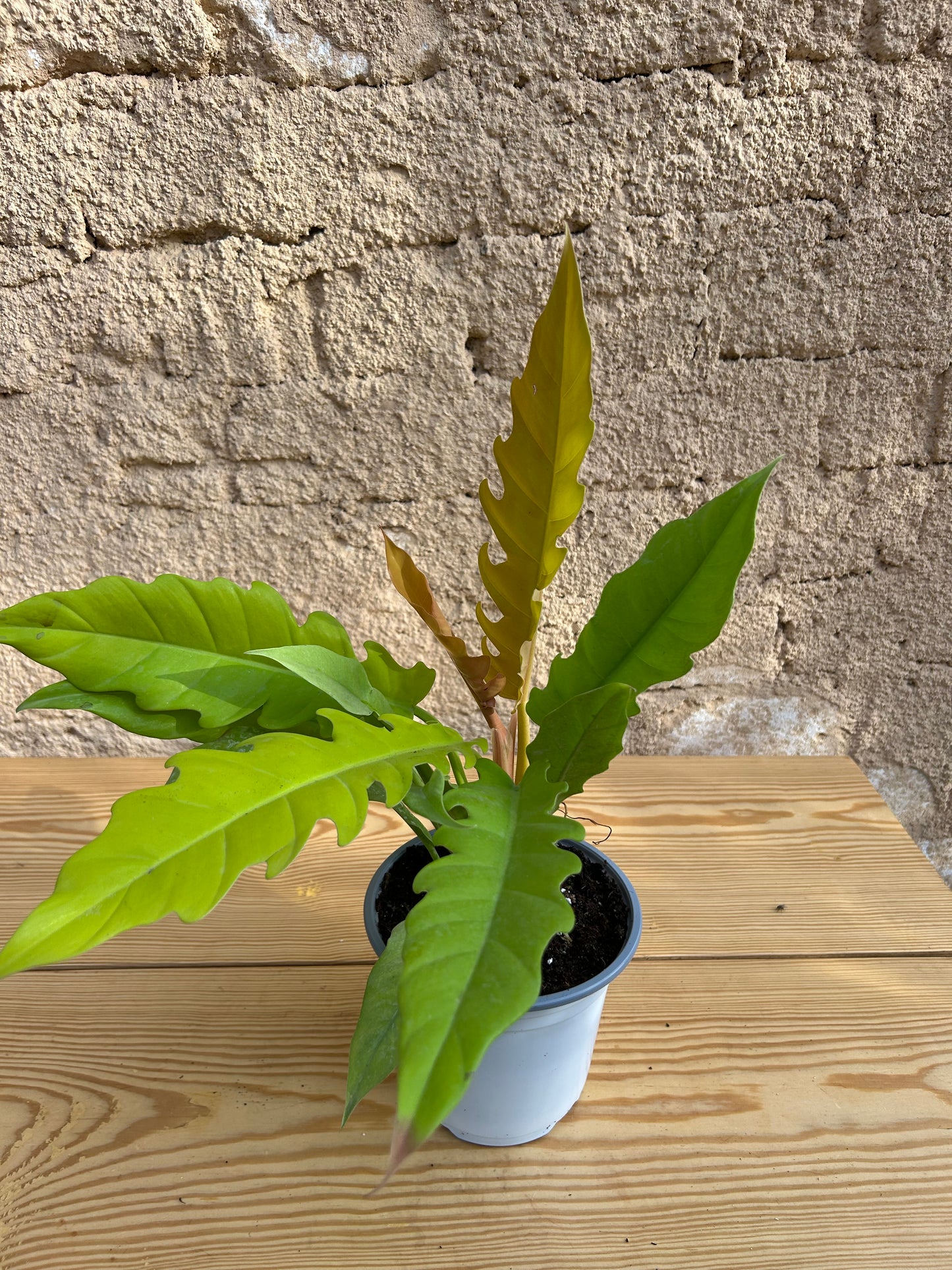 Philodendron ‘Ring of Fire’