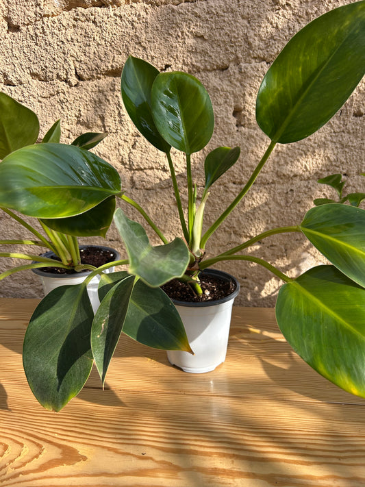 &nbsp;فيلوديندرون جرين نرنسيس