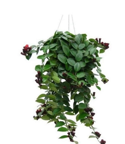 LIPSTICK-PLANT