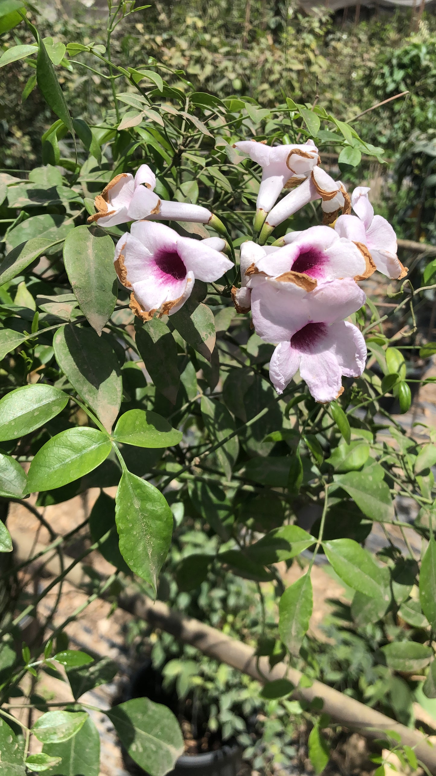 بانـدوريا الياسمينية
