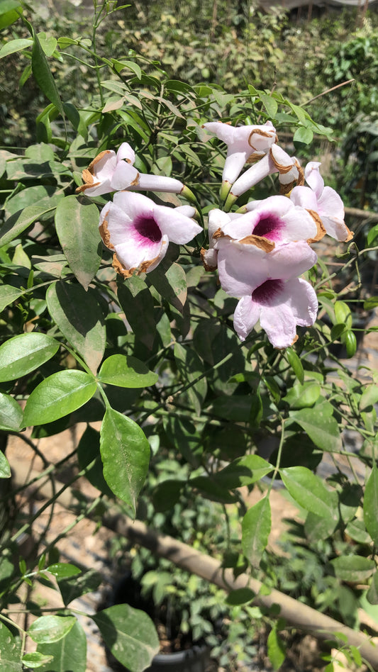 Pandorea Jasminoides