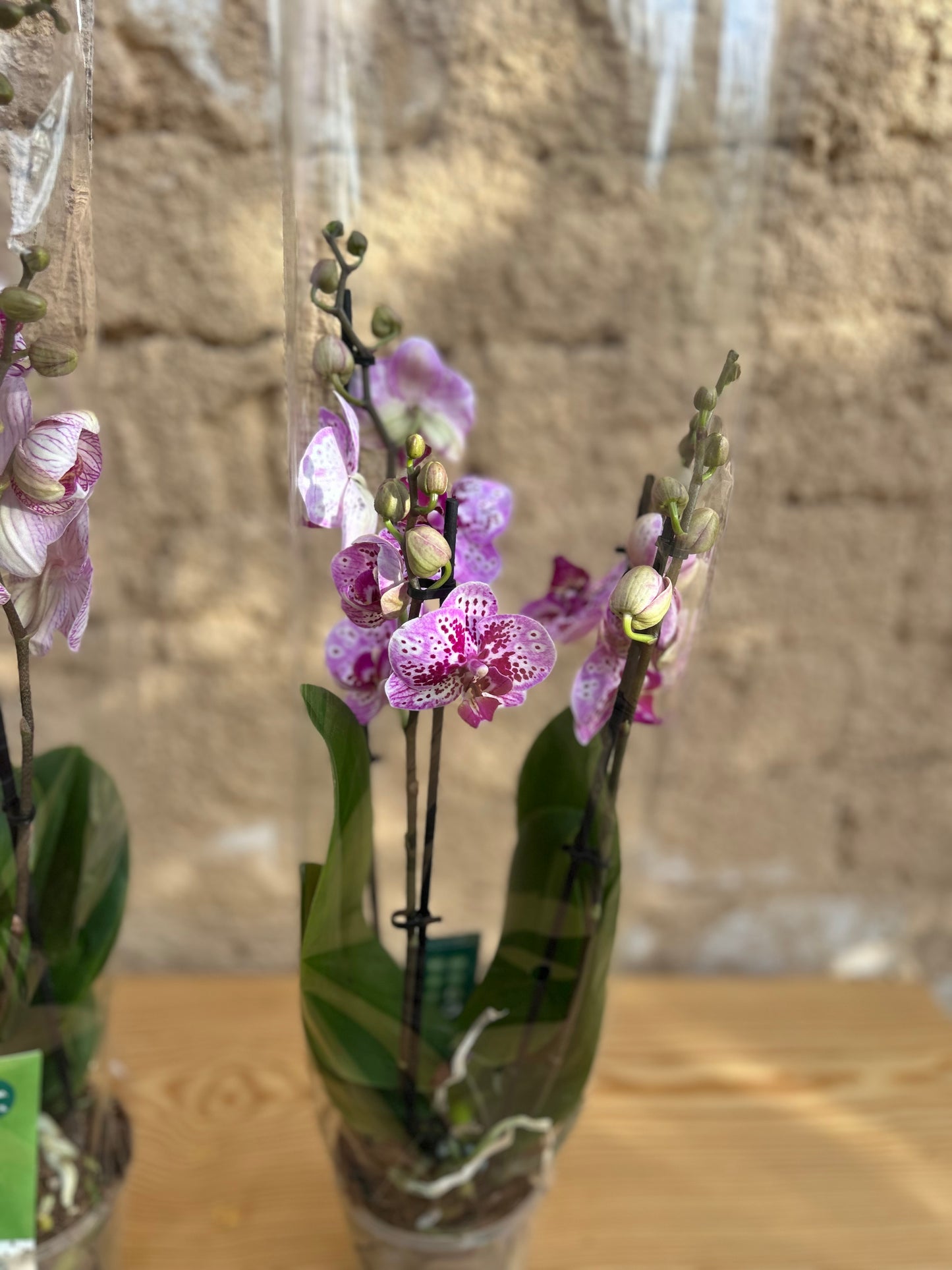 phalaenopsis orchid