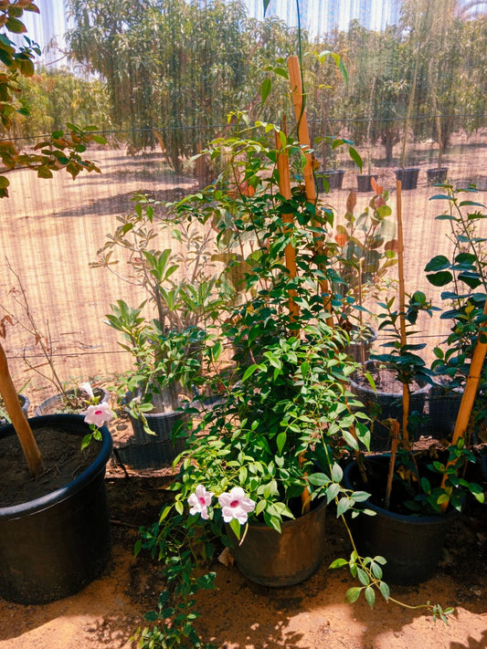 Pandorea Jasminoides