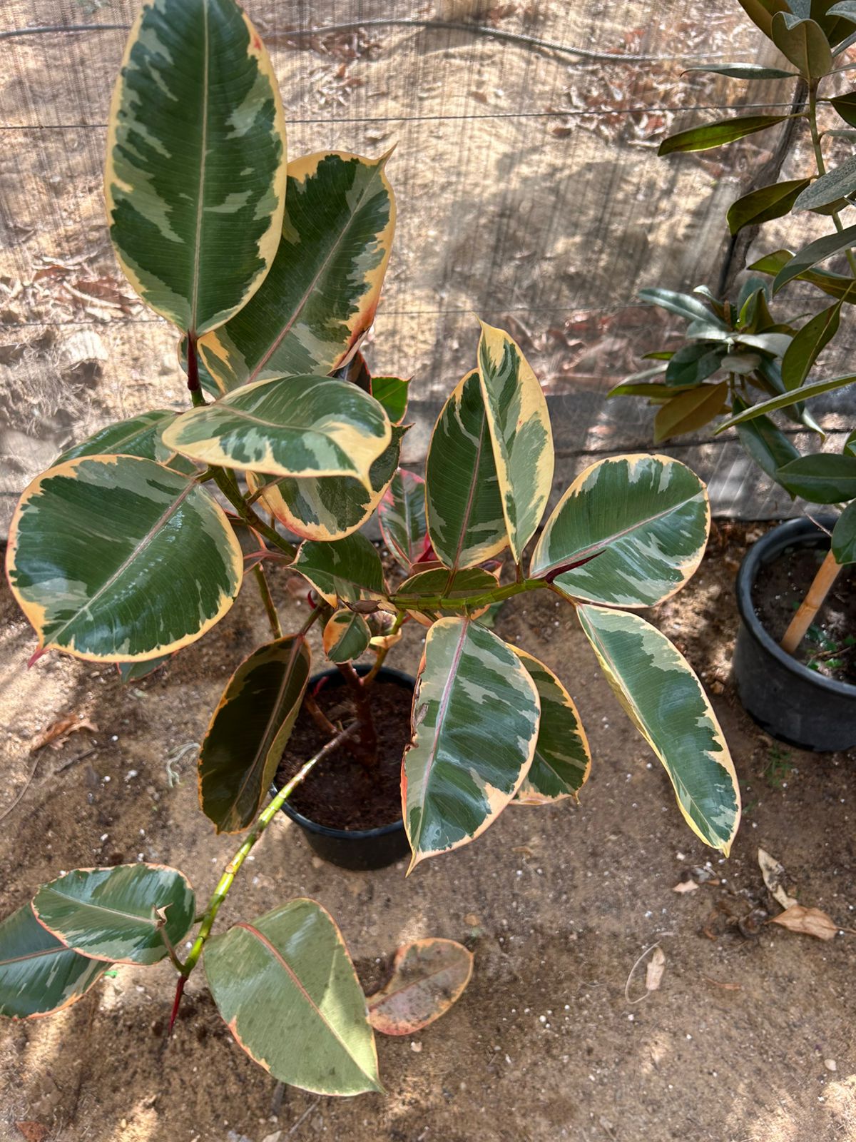 Ruby Rubber Plant
