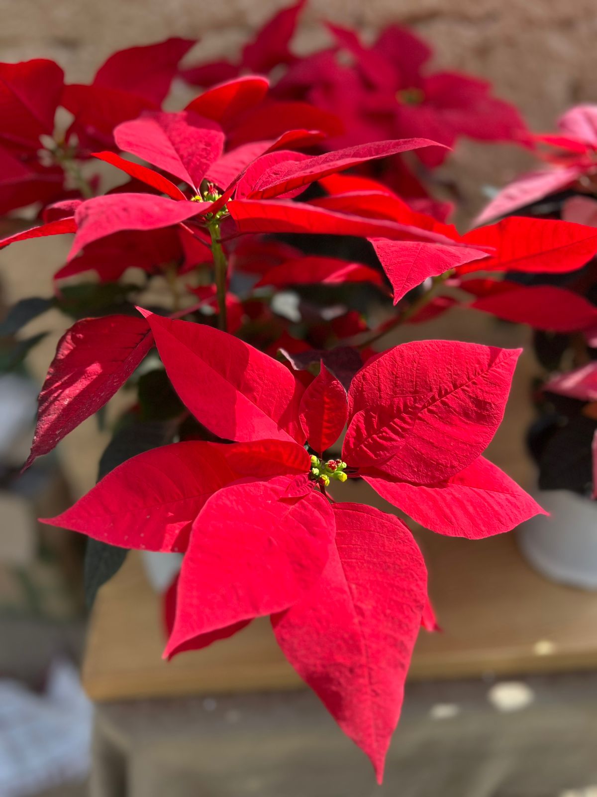 Poinsettia