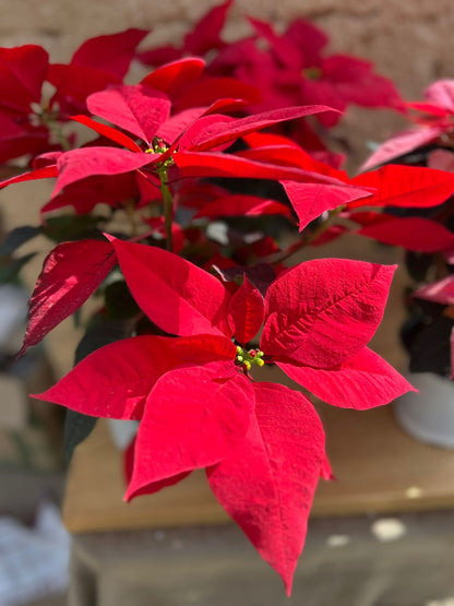 Poinsettia