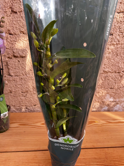 Dendrobium Orchid