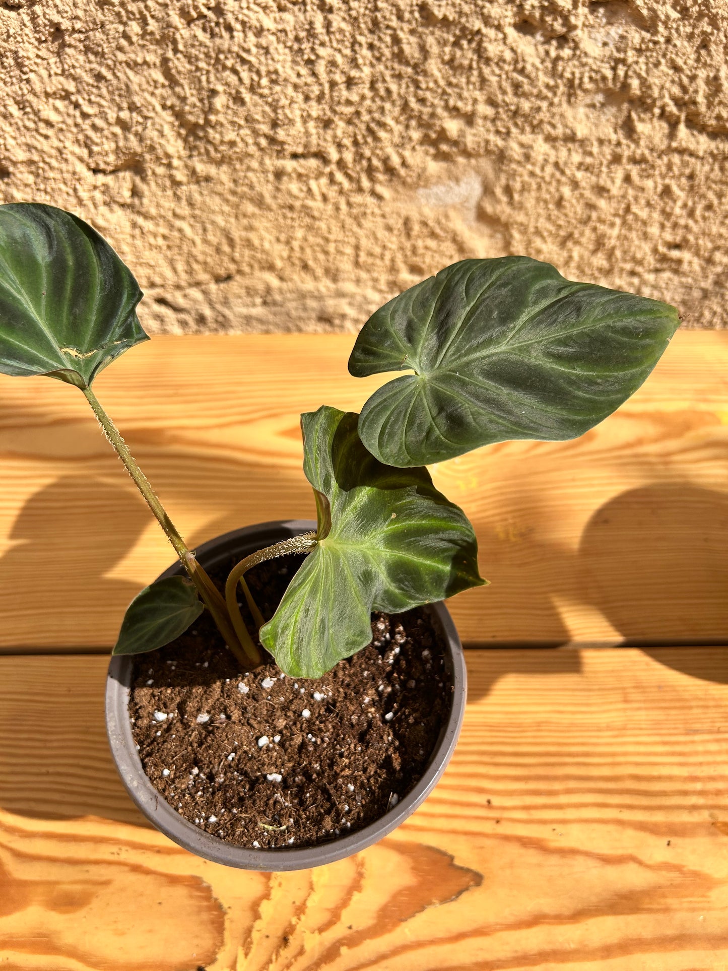 Philodendron verrucosum