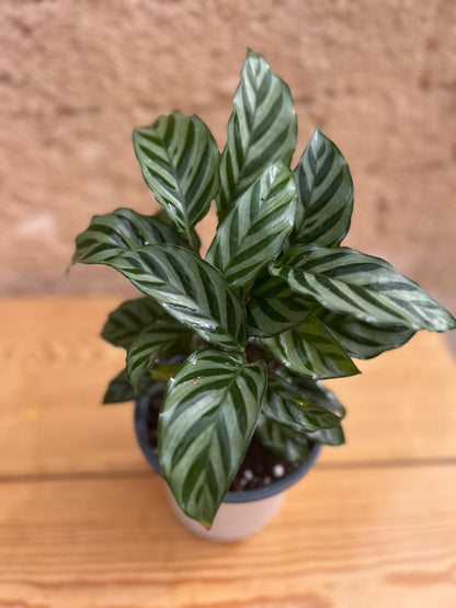 calathea freddie