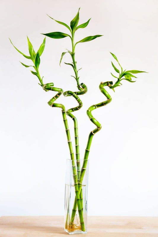 Lucky Bamboo "Dracaena sanderiana"