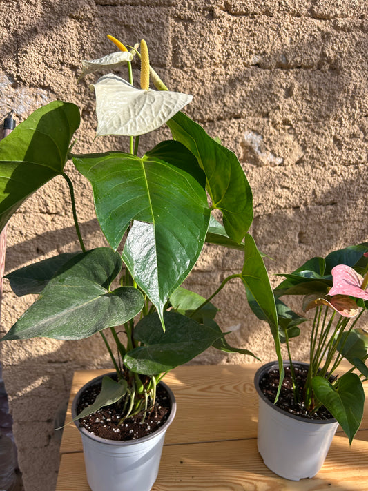 White Anthurium
