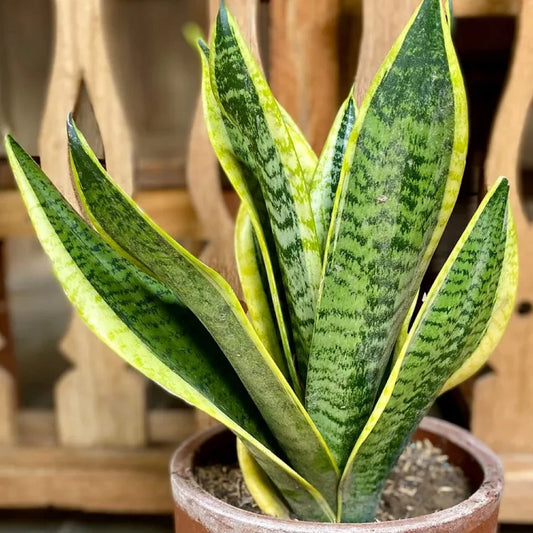 Tiger Snake Plant