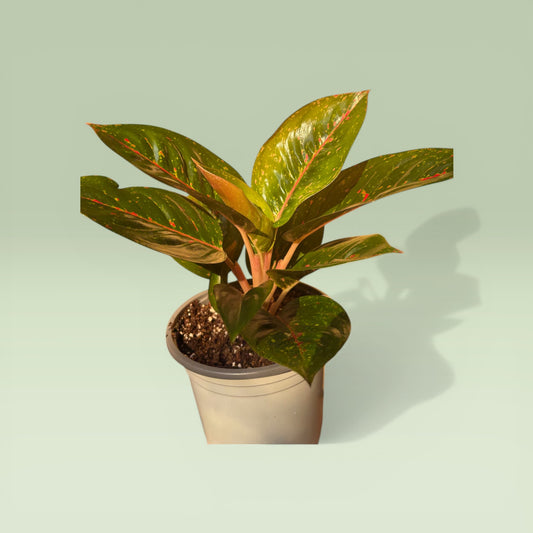 Aglonema Pink Dalmatian