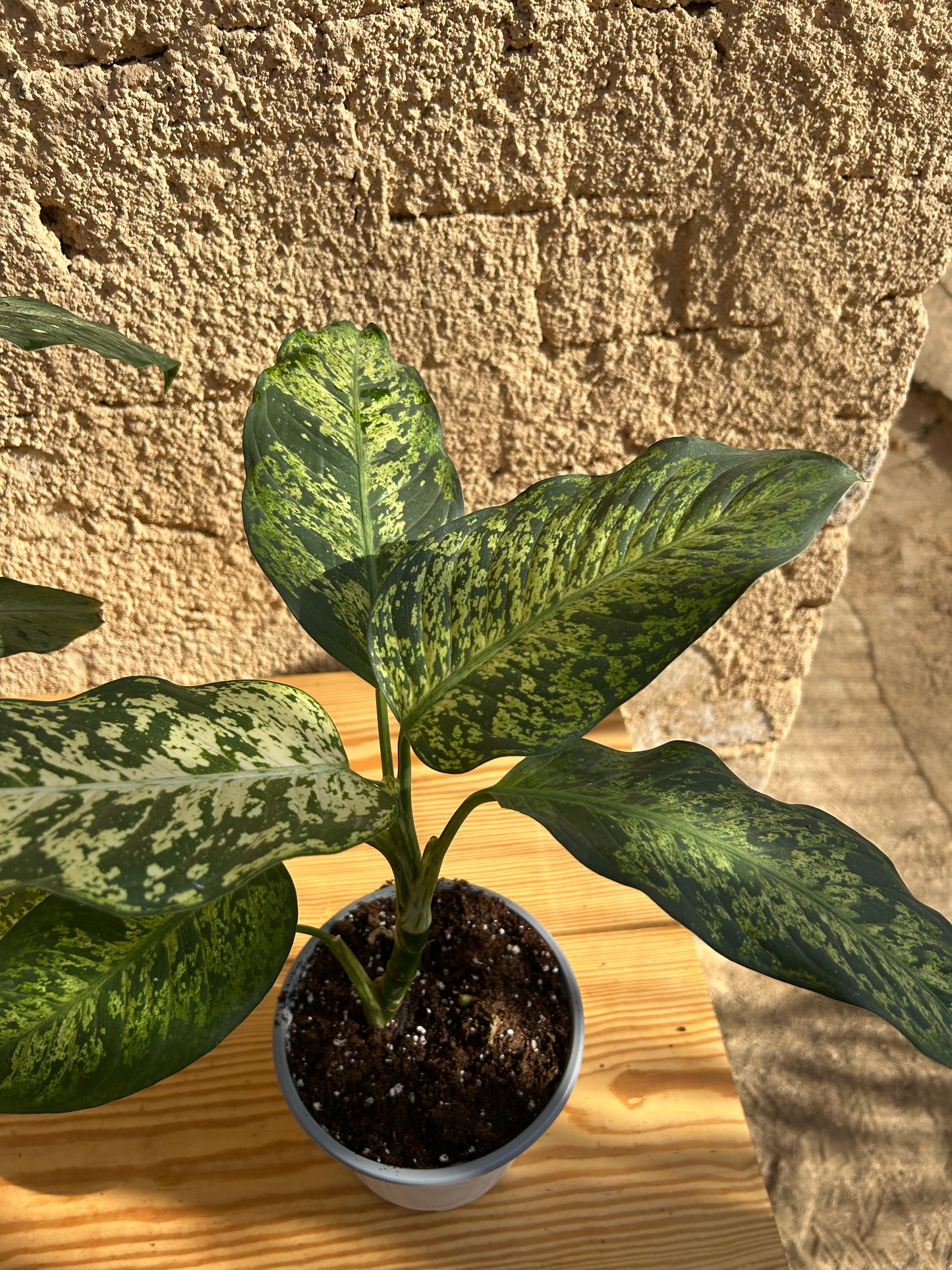Dieffenbachia seguine