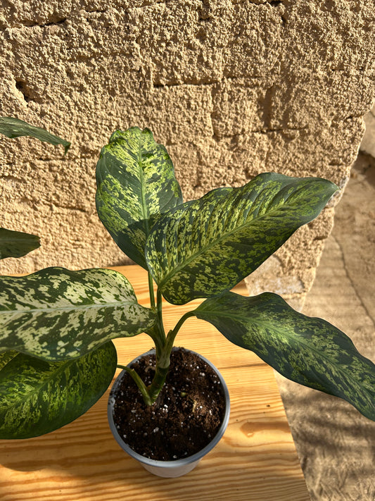 Dieffenbachia seguine