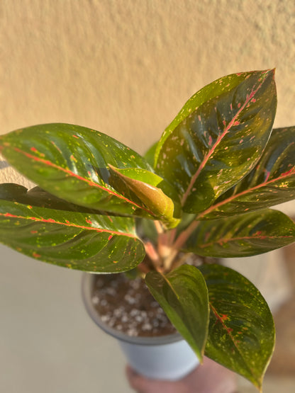 Aglonema Pink Dalmatian