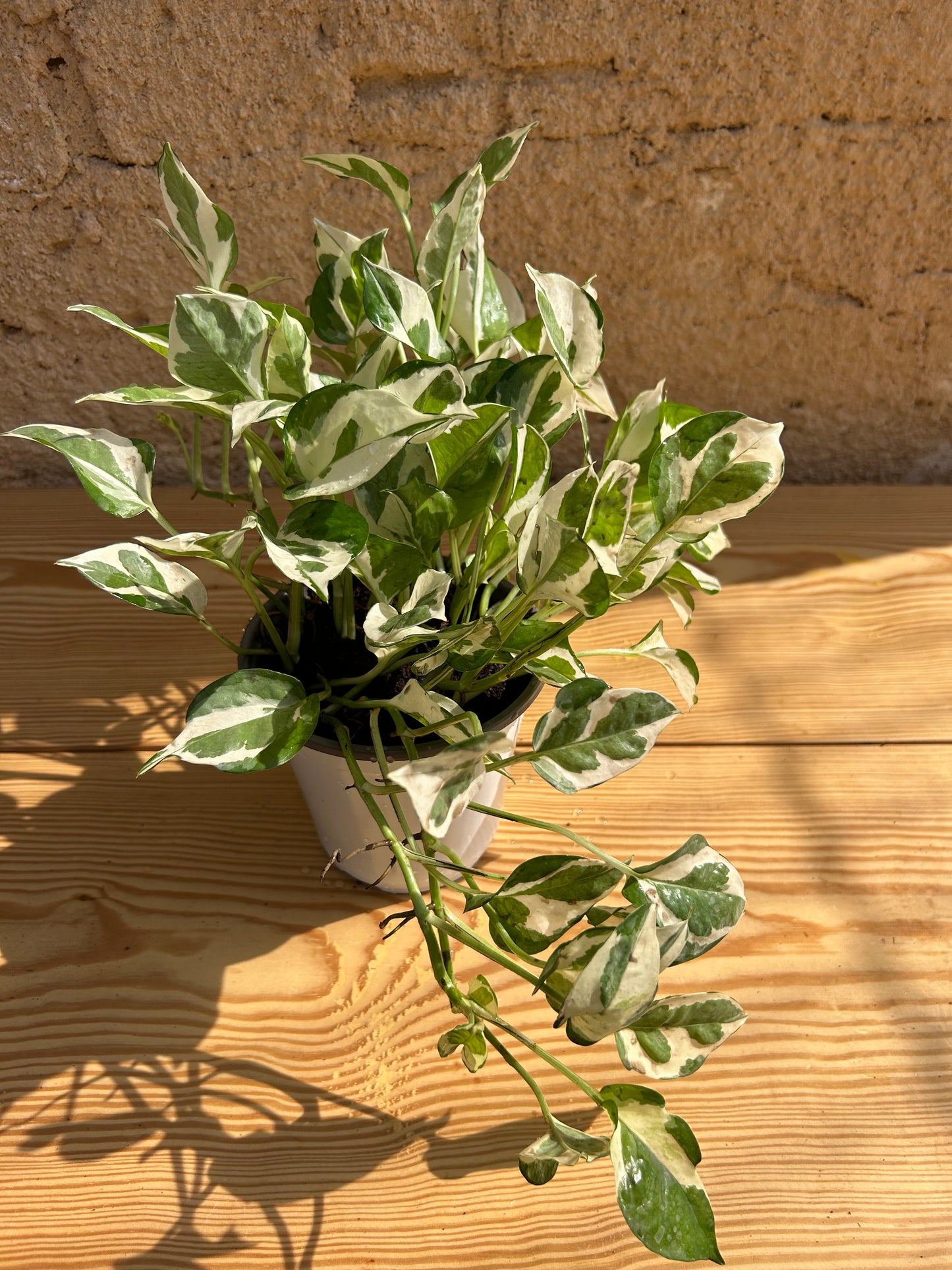 White  pothas ( N joy)