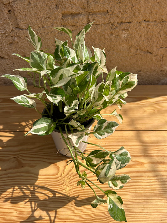 White  pothas ( N joy)