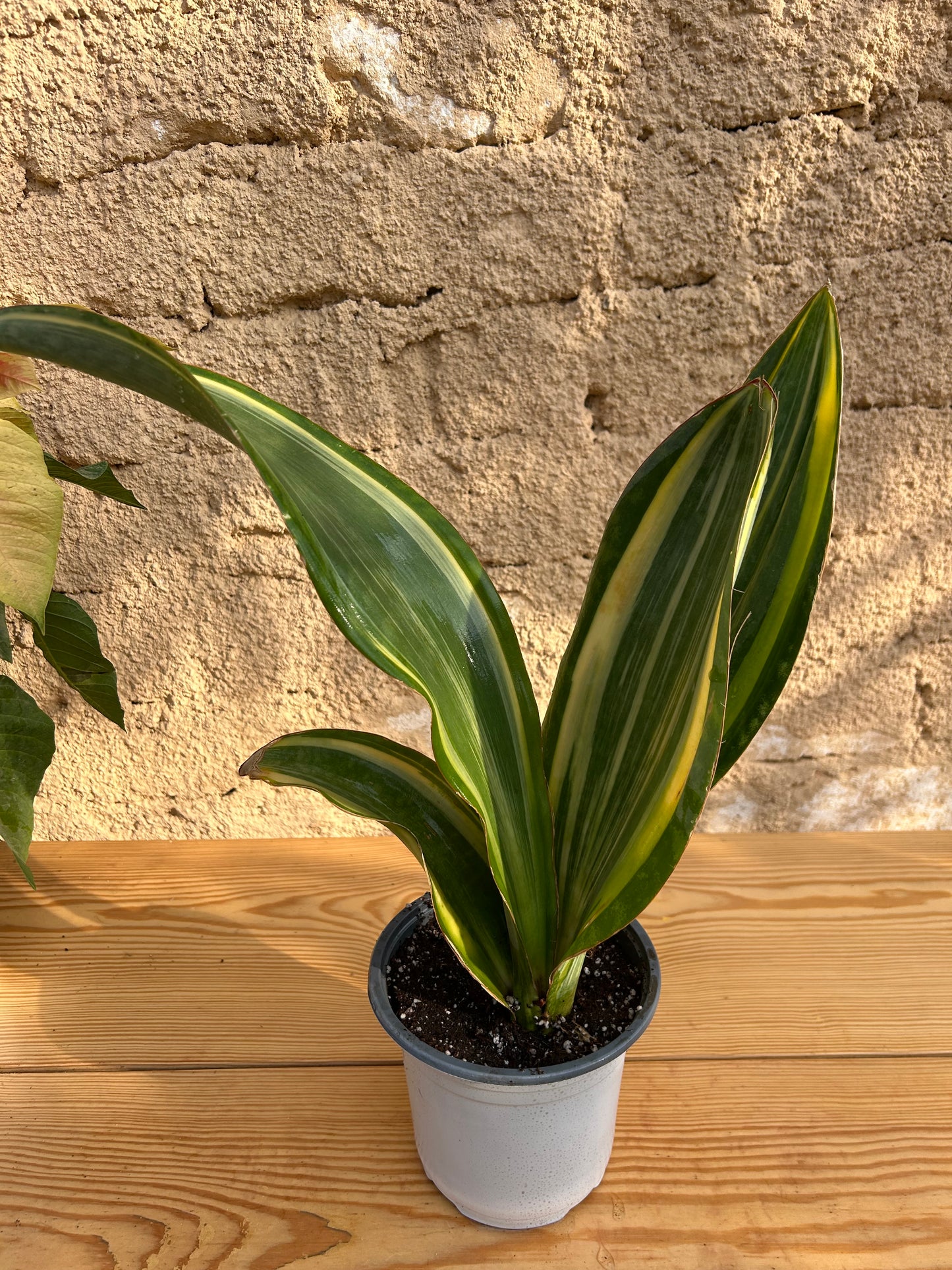 Sansevieria dawei Variegata