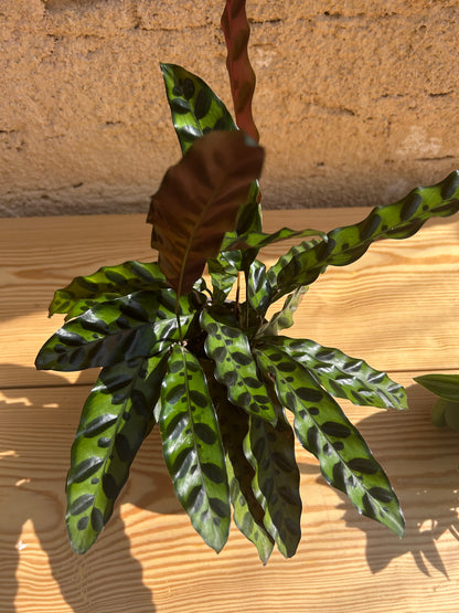 rattlesnake plant (Calathea lancifolia )