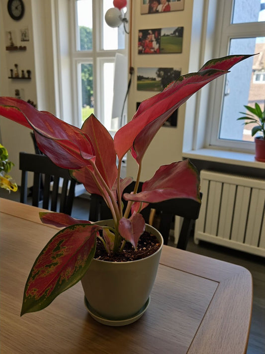 Aglonema Red Ruya