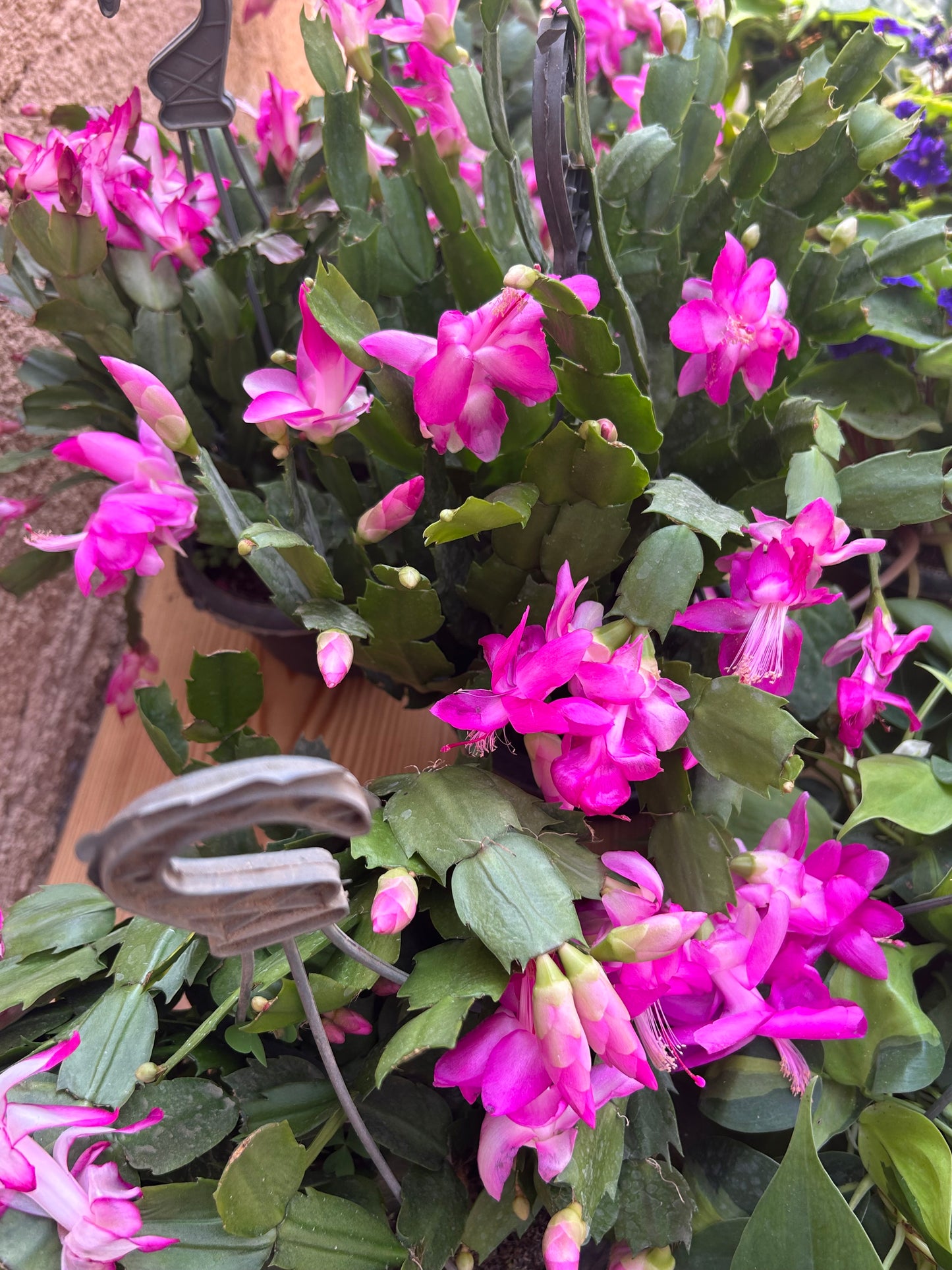 Christmas Cactus (Schlumbergera)