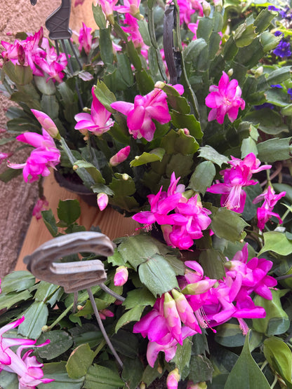 Christmas Cactus (Schlumbergera)