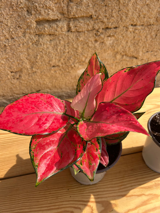 Aglaonema Pink star