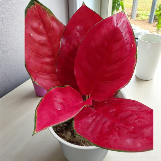 Aglaonema Super Red