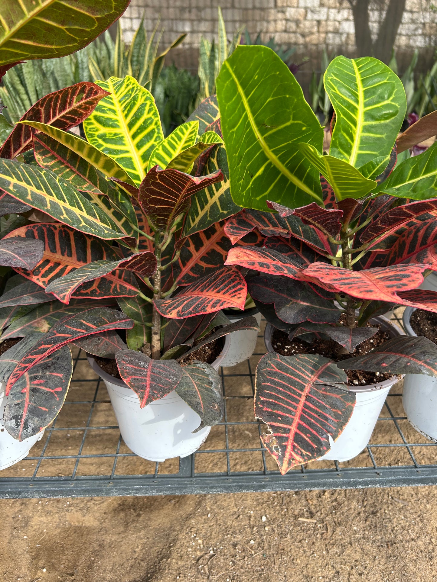 Croton Petra Plant