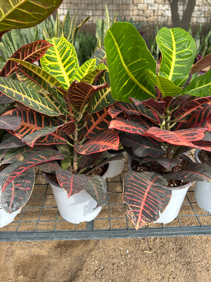 Croton Petra Plant