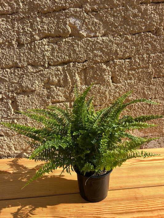 Ariana fern ( Fougere)