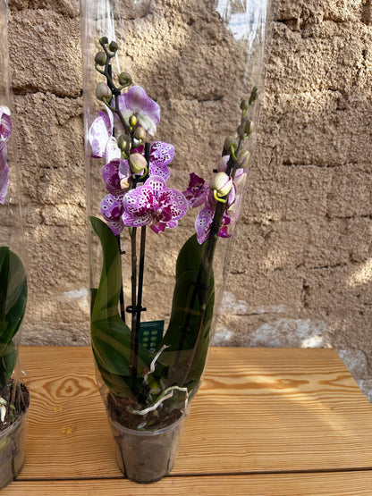 phalaenopsis orchid
