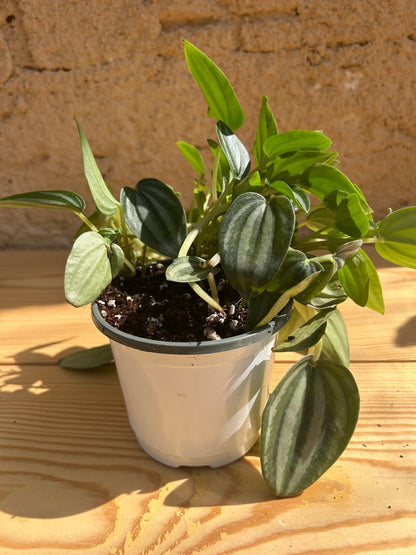 Peperomia Rosso
