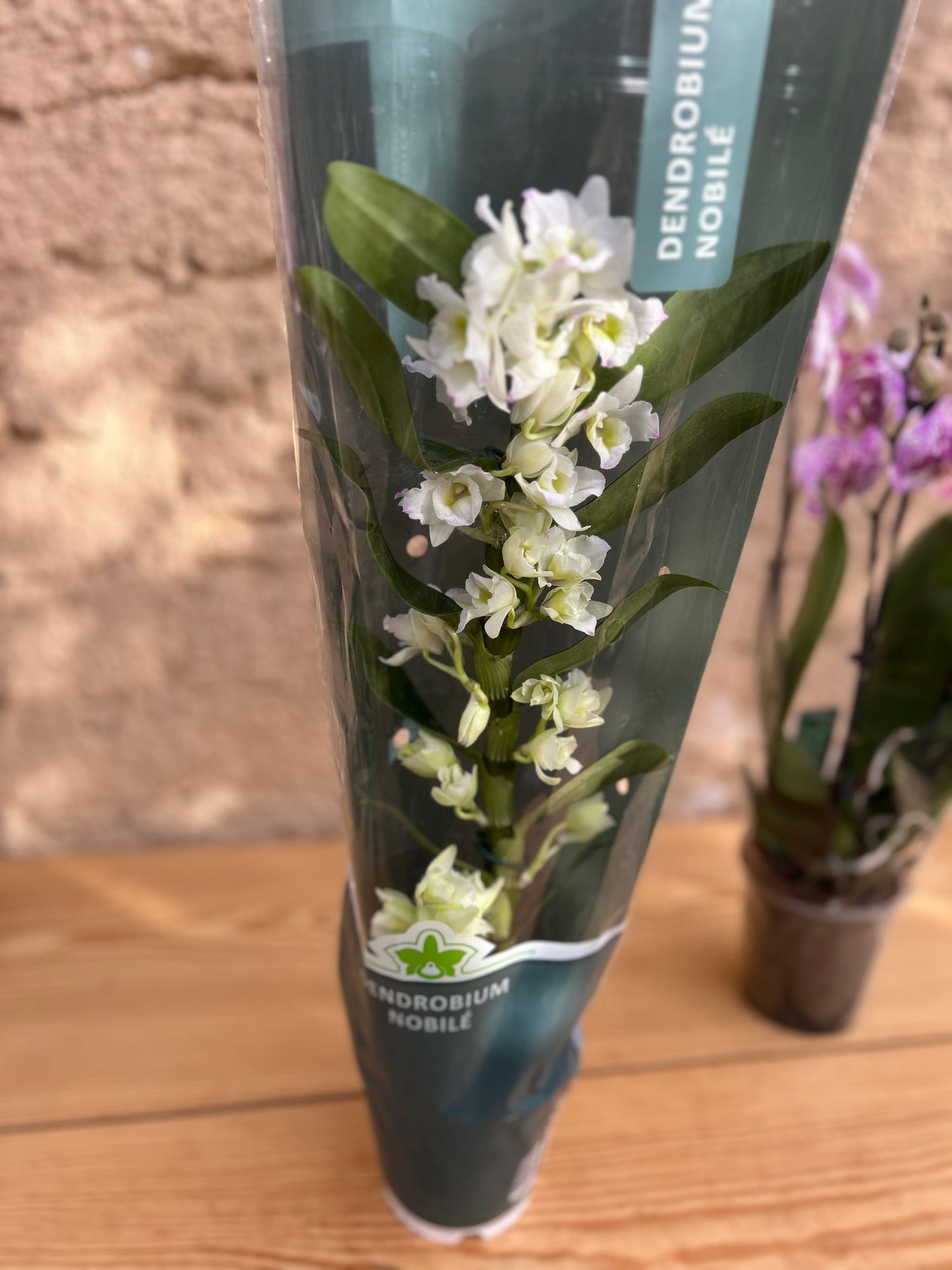Dendrobium Orchid