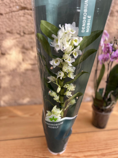 Dendrobium Orchid