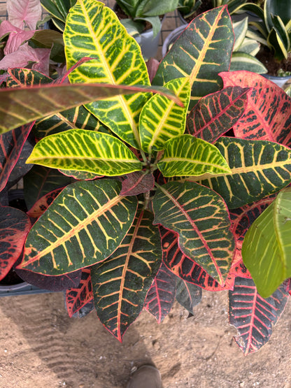 Croton Petra Plant