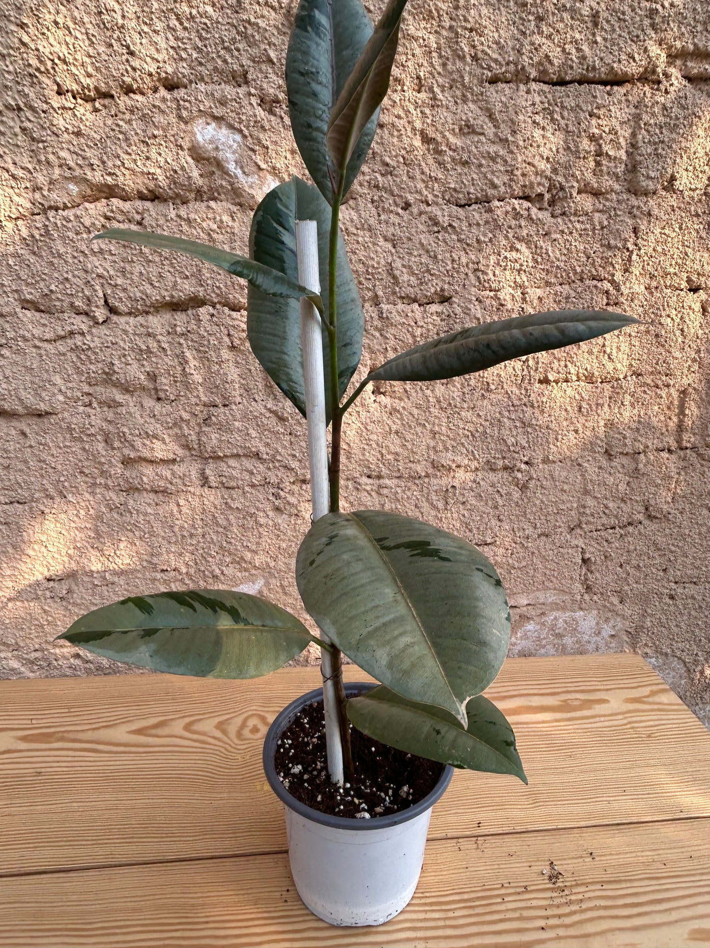 Ficus variegated rubber tree