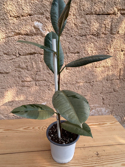 Ficus variegated rubber tree